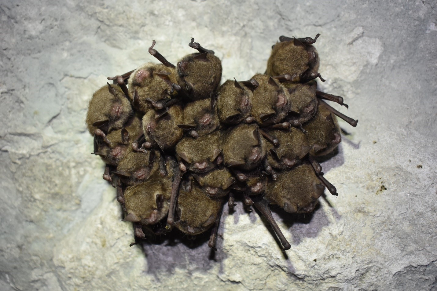 Surveyors Count More Than 215 000 Indiana Bats At Sodalis Nature